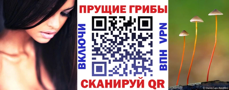 блэк спрут ссылка  Рославль  площадка наркотические препараты  Псилоцибиновые грибы Psilocybe 